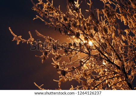 Trees in the snow. The light of the lantern makes its way through the branches
