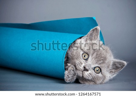 Gray kitten playing with paper on a gray background