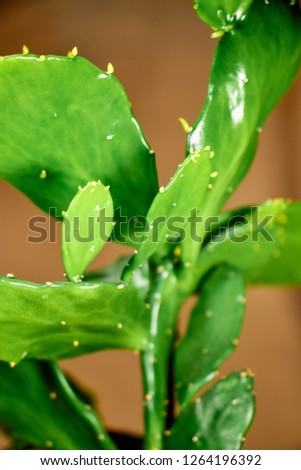 Juicy green cactus glossy large-leaf fragment close-up. Royalty-Free Stock Photo #1264196392