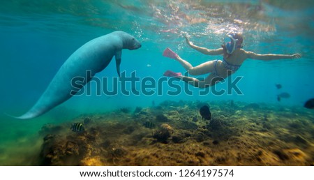 Beautiful free diving girl in bikini and manatee (Les lamantins, Trichechus) in azure sea near the reef. Two mermaid in nature. Underwater photography