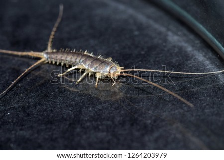 Closeup of a long tailed silverfish, Ctenolepisma longicaudata, also called gray silverfish. It has a grain of sugar in its mouth.