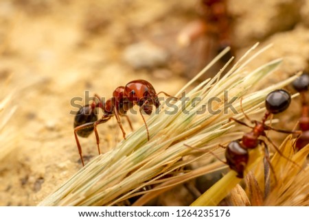 Strong jaws of red ant close-up