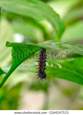 Сaterpillar of butterfly - Stock Image