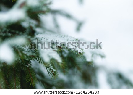 Beautiful Winter Background. Scenic Wintertime Wallpaper. Snow-covered fir tree branches close up outdoors with selective focus. Nature Wide screen Web banner with copy space