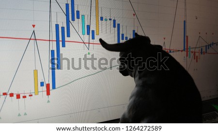 American dollar bull and bear market