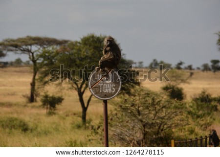 Naughty olive baboon sitting on a road side collecting tolls in the Serengeti Tanzania