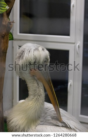 One more pelican pic 