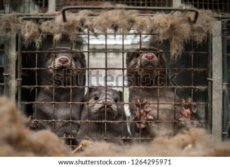 Caged mink from farm Royalty-Free Stock Photo #1264295971