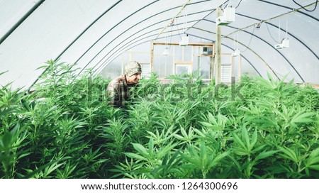 A young commercial hemp farmer walking through his plants in a greenhouse. Industrial hemp operations and the growing of hemp was legalized in the United States by passage of the Farm Bill. Royalty-Free Stock Photo #1264300696