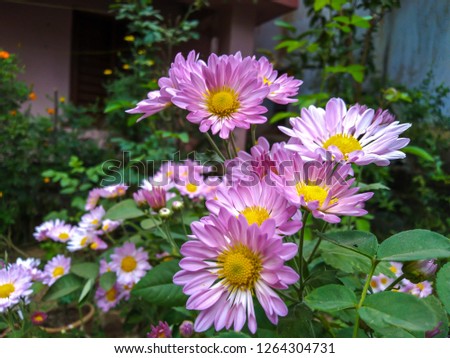 Daisy flowers picture
