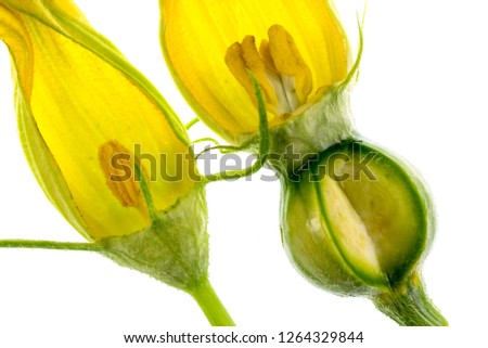 View of a dissected pumpkin male and female flower, or pistillate, with petals, corolla, stigma, style, ovary, sepals, calyx, stamen, anther, filament Royalty-Free Stock Photo #1264329844