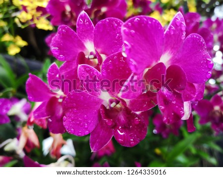 Orchid flower in garden at winter or spring day for postcard beauty and agriculture idea concept design. Phalaenopsis orchid. - Image