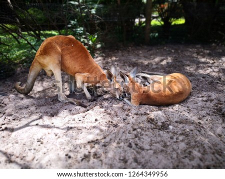 Kangaroos at Wildlife Park, Perth Australia.