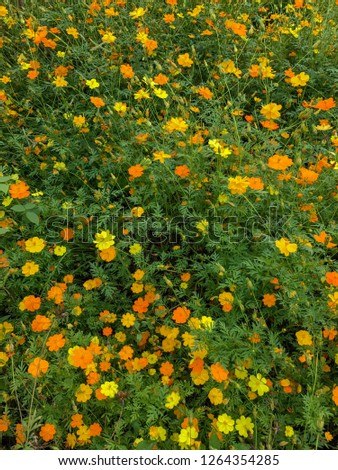 Yellow and orange flowers in fields.