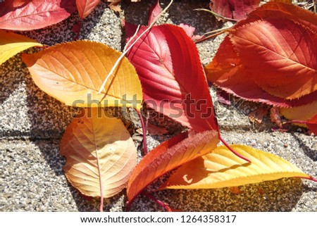fallen leaves, autumnal tints