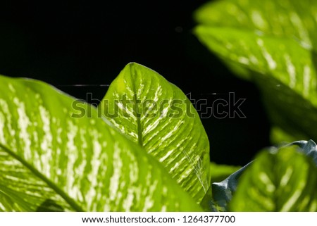 Take a backlit photograph of leaf patterns.