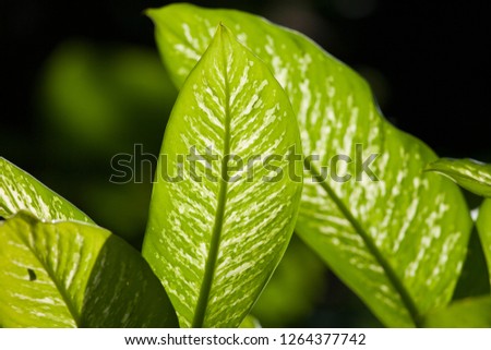 Take a backlit photograph of leaf patterns.