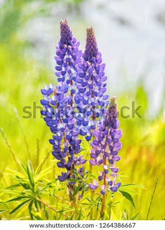 A bunch of violet blue lupine flowers in a summer meadow background. Lupine have is the colors are almost all colors including botanical beauty.  This photo was taken in South Island, New Zealand.   