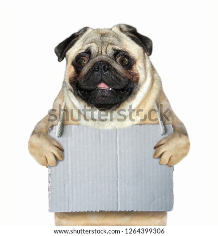 The dog with a blank sign around his neck. White background.