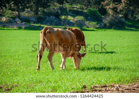 Cows eating grass in the agricultural field in the organic farm for milk production natural production for food and dairy industry background and poster for blogging and web post