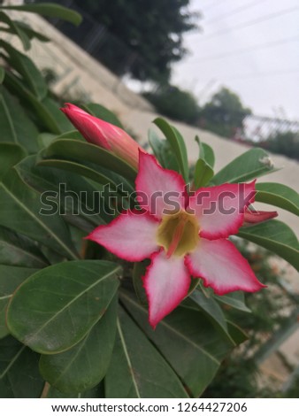 Picture of a star shaped flower