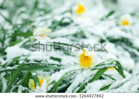 Frozen spring first blossom flower, floral vintage winter background, macro image. Blooming flowers under a snow in spring 