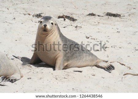 wild sea lion at Kangaroo Island, Seals Bay, South Australia