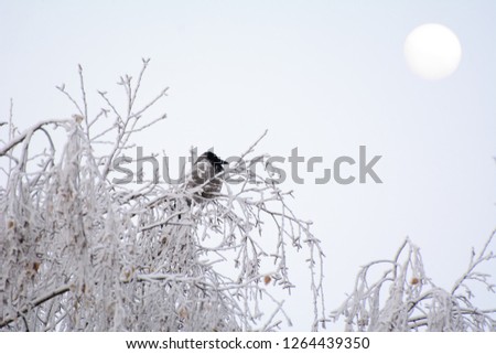 crow sits on top of a snow-covered tree. Winter sun in the sky