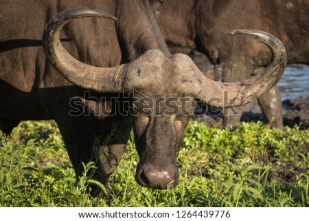 Close up portrait of big angry looking African Cape buffalo cow.