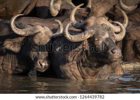 Herd of exhausting looking African Cape buffalo cooling off in waterhole.