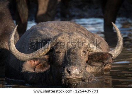 Close up portrait of big angry looking African Cape buffalo cow cooling off in the waterhole.