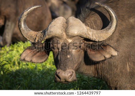 Portrait of young Cape buffalo standing around waterhole.