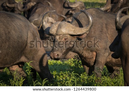 Group of Cape buffalo grazing and wallowing in big waterhole.