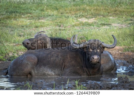 Female Cape buffalo enjoying cold water and mud of watering hole after hot day in the African bush.
