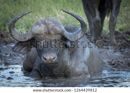 Young Cape buffalo cow enjoying cold water and mud of watering hole.