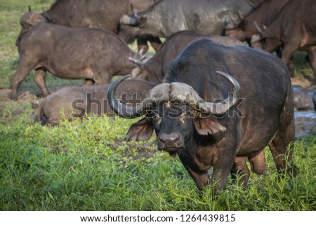 Angry looking Cape buffalo bull with intense stare in his eyes.