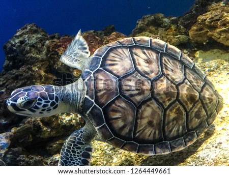Very curious sea turtle cruising the ocean floor.