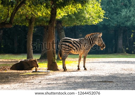 african plains zebra on the dry brown savannah grasslands browsing and grazing. focus is on the zebra with the background blurred, the animal is vigilant while it feeds