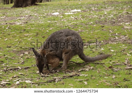 Wallaby is so cute