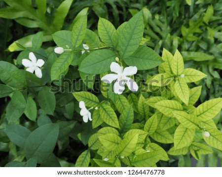 White flowers on green and yellow leaves