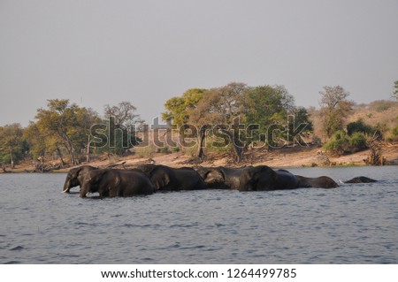 Elephants crossing river in Botswana