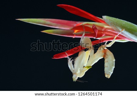 Close up image of a beautiful orchid mantis