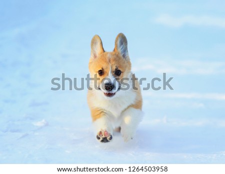 chubby red Corgi puppy is having fun in the white snow in the winter Park for a walk