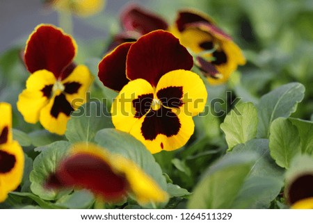 Pansy flower close up