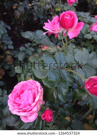 Bright pink Andalusian roses