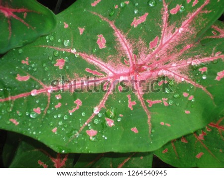 Raindrops on a green tropical leaf with pink streaks      