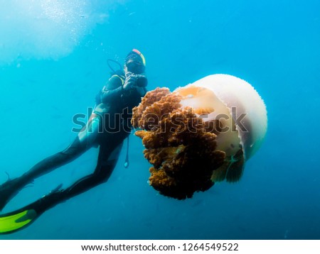 The driver taking pictures of big jellyfish in the Indian ocean