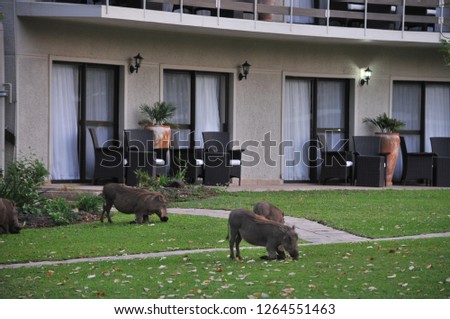 Warthog grazing in the lawn