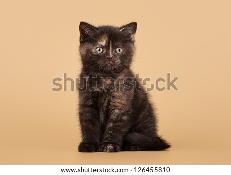 small black tortoise british kitten on light brown background