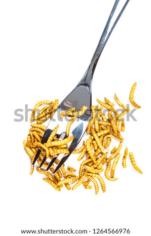 Close-up edible fried worms molitors insects meal with fork suitable as food snack. White background. Asian culture and protein food of future. Healthy life concept.